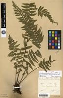 Isolectotype of Asplenium erectum Willd. var. lagesiana Willd. [family PTERIDOPHYTA]
