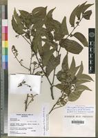 Holotype of Olax mayottensis Z.S.Rogers, V.Malécot&Sikes [family OLACACEAE]
