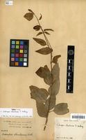 Syntype of Codonopsis chimiliensis J.Anthony [family CAMPANULACEAE]