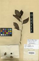 Type? of Psidium sellowianum Berg [family MYRTACEAE]