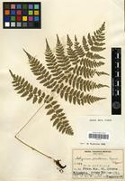 Isotype of Athyrium pinetorum Tagawa [family PTERIDOPHYTA]