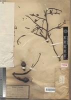 Type of Aucoumea klaineana Pierre [family BURSERACEAE]