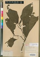 Isotype of Bassovia richardii Dunal [family SOLANACEAE]