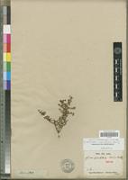 Isotype of Lycium apiculatum Dunal [family SOLANACEAE]