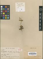 Isotype of Bulbophyllum proudlockii (King & Pantl.) J.J.Sm. [family ORCHIDACEAE]