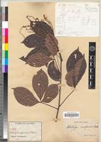 Type of Allophylus africanus Beauv. [family SAPINDACEAE]