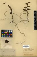Type of Trichoglottis tenera (Lindl.) Reichb.f. [family ORCHIDACEAE]