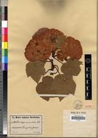 Isotype of Dombeya auriculata K.Schum [family STERCULIACEAE]