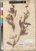 Type of Rhynchosia cajanoides Guill. & Perr. [family FABACEAE-PAPILIONOIDEAE]