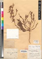 Type of Halorhagis jerosioides H. Perrier [family HALORAGACEAE]
