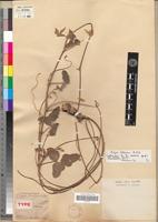 Type of Vigna frutescens A. Rich. [family FABACEAE-PAPILIONOIDEAE]