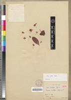 Isotype of Ochna davilliflora Gilg [family OCHNACEAE]