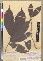 Isotype of Macrolobium dinklagei Harms [family FABACEAE-CAESALPINIOIDEAE]