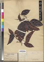 Type of Santiriopsis klaineana Pierre [family BURSERACEAE]