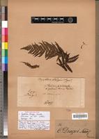 Isolectotype of Cyathea dregei Kunze [family PTERIDOPHYTA]