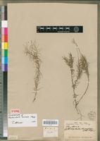 Isolectotype of Pentaschistis acinosa Stapf [family POACEAE]