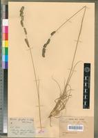 Syntype of Tetrachne dregei Nees [family POACEAE]