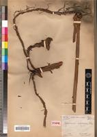 Type of Aframomum aulacocarpos Koechl. [family ZINGIBERACEAE]