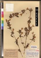 Isotype of Dyschoriste hildebrandtii C.B.Clarke var. occidentalis Benoist [family ACANTHACEAE]