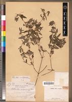 Type of Eleutheranthera madagascariensis Humbert [family ASTERACEAE]
