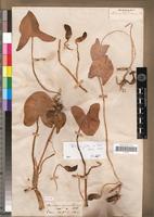 Type of Arisarum simorrhinum Duch. [family ARACEAE]