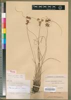 Syntype of Mariscus perrieri Cherm. [family CYPERACEAE]