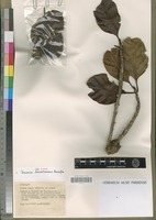 Isotype of Breonia tsaratanensis Rafazim. [family RUBIACEAE]