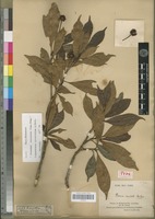 Isotype of Nauclea cuspidata Baker [family RUBIACEAE]