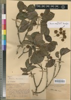 Isotype of Breonia capuronii Rafazim. [family RUBIACEAE]