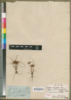 Syntype of Cyperus psammophilus Cherm. [family CYPERACEAE]