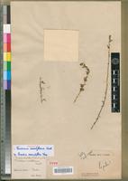 Holotype of Trichinium remotiflorum Hook. [family AMARANTHACEAE]