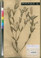 Isotype of Cyathula mollis C.C.Towns. [family AMARANTHACEAE]