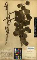 Type of Populus davidiana Dode [family SALICACEAE]