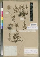 Type? of Trichomanes bipunctatum Poir. [family PTERIDOPHYTA]