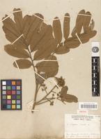 Isotype of cupania vernalis Cambess. [family SAPINDACEAE]