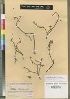 Type of Acalypha humbertii Leandri [family EUPHORBIACEAE]