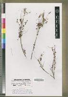 Holotype of Phyllanthus nummulariifolius Poir. subsp. vinanibeae Brunel&Roux [family EUPHORBIACEAE]