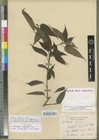 Syntype of Acalypha urophylla Pax [family EUPHORBIACEAE]
