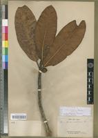 Type of Ficus austrocaledonica Bureau [family MORACEAE]