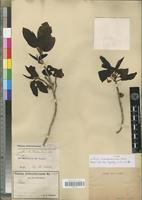 Type of Ficus inaequibractea Warb. [family MORACEAE]