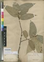 Type of Ficus versicolor Bureau [family MORACEAE]