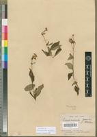 Syntype of Pseudomussaenda gossweileri Wernham [family RUBIACEAE]