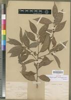 Syntype of Danguyodrypetes manongarivensis Leandri [family EUPHORBIACEAE]
