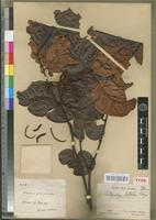 Holotype of Calpocalyx letestui Pellegr. [family FABACEAE-MIMOSOIDEAE]