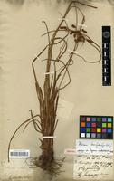 Isotype of Cyperus andersonii Boeck. [family CYPERACEAE]