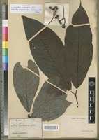 Isotype of Psychotria ingentifolia E.M.A. Petit [family RUBIACEAE]