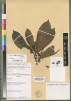 Isotype of Pavetta kupensis S.D. Manning [family RUBIACEAE]