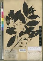Holotype of Vangueriopsis nigricans Robyns [family RUBIACEAE]