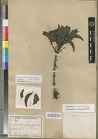 Isotype of Loranthus rhamnifolius Engler [family LORANTHACEAE]