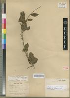 Holotype of Strychnos lokua A. Rich. [family LOGANIACEAE]